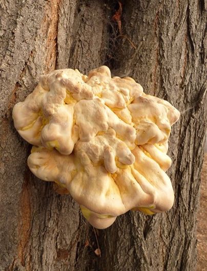 A developing fruiting body on the stem of false acacia in Pitsea, Essex.